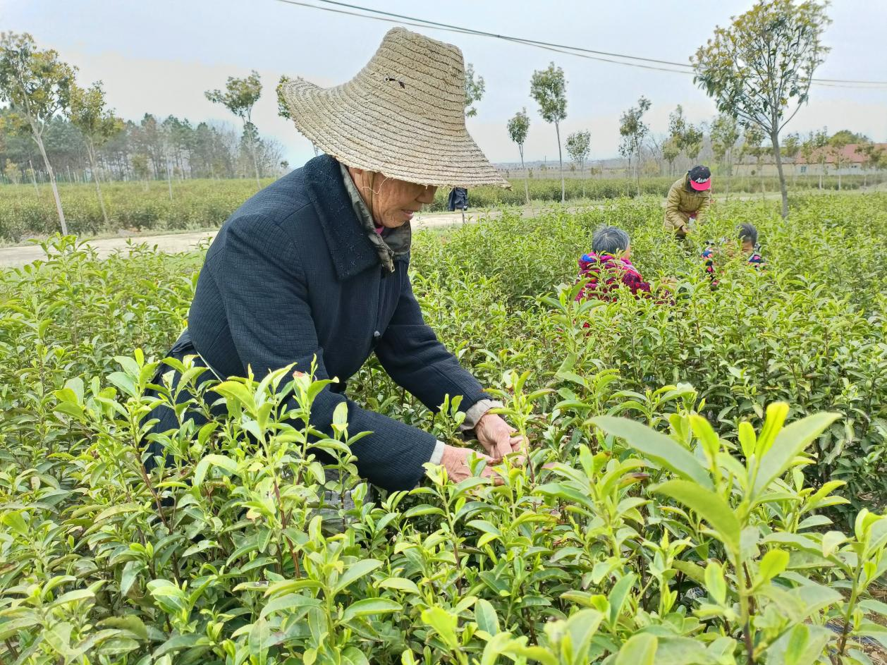 孝昌花西乡头茶开采！春茶飘香富农家